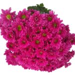 Chrysanthemu Vespa Light purple