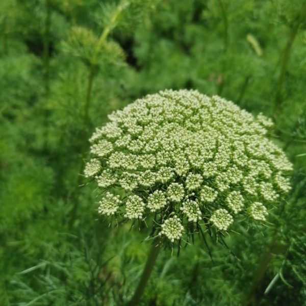 Ammi visnaga