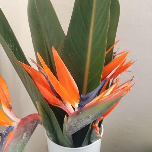 Bird of paradise