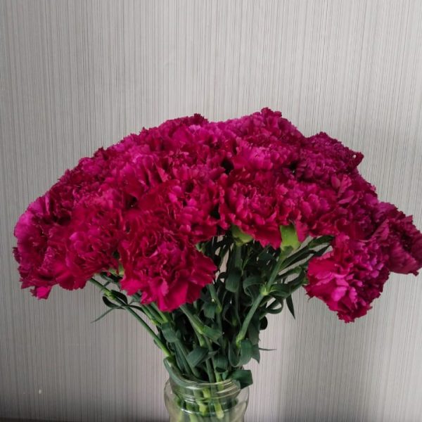 Carnation cerise