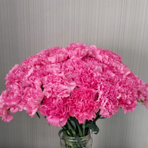 Carnation pink