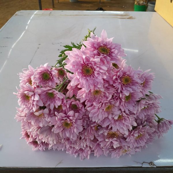 Chrysanthemum Belicia Pink