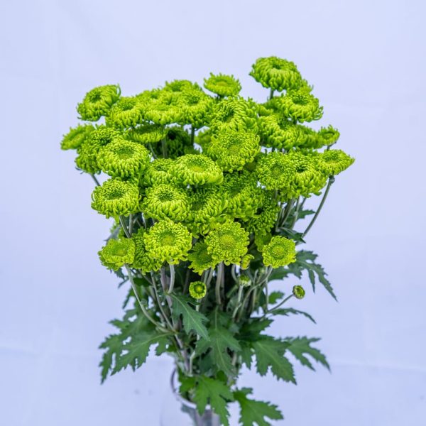 Chrysanthemum Bombelini