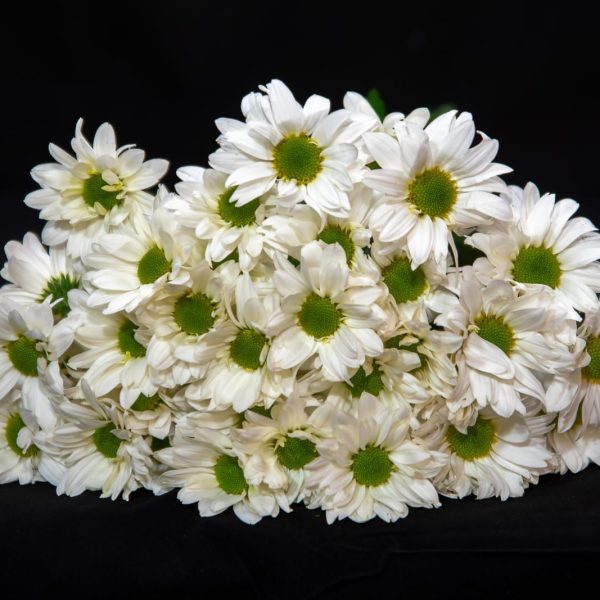 Chrysanthemum Kennedy