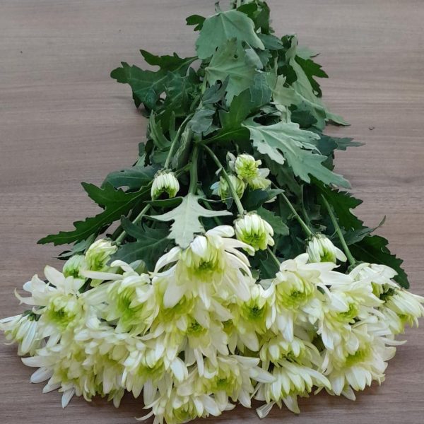 Chrysanthemum Zembla Lime