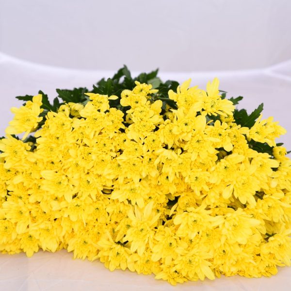 Chrysanthemum Zembla yellow