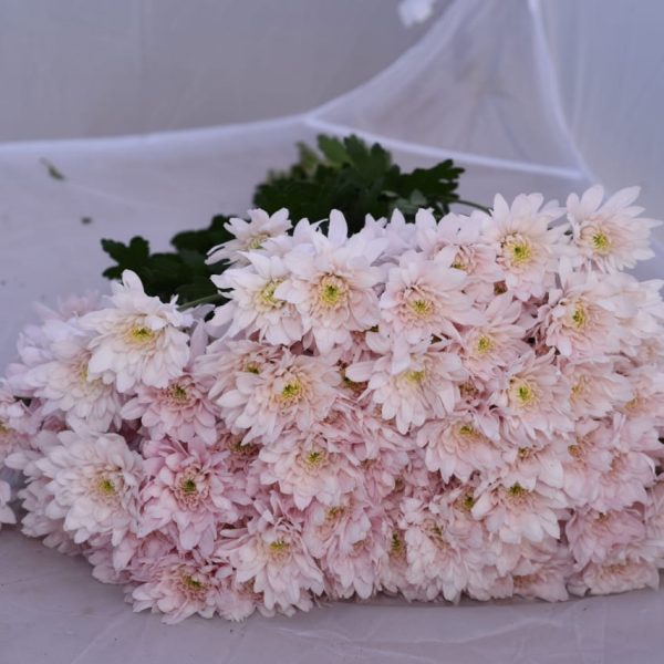 Chrysanthemum champagne