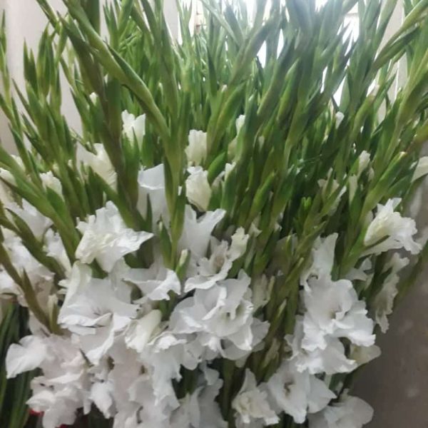 Gladiolus