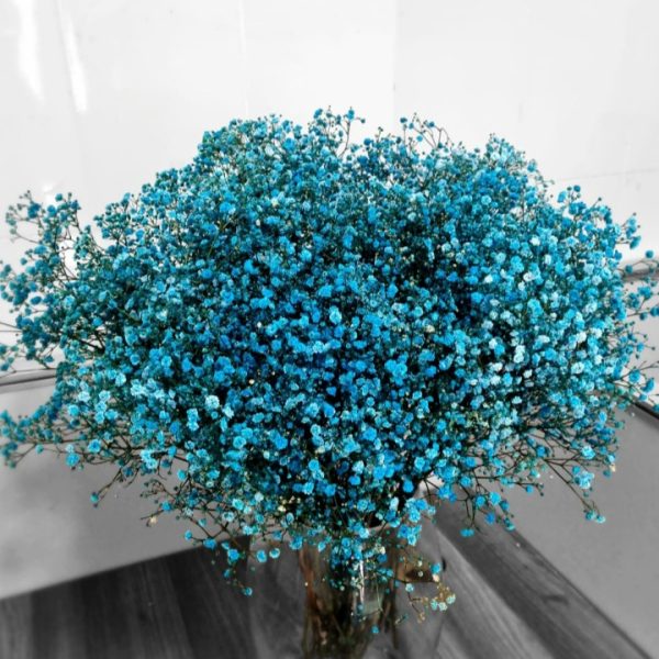 Gypsophila blue