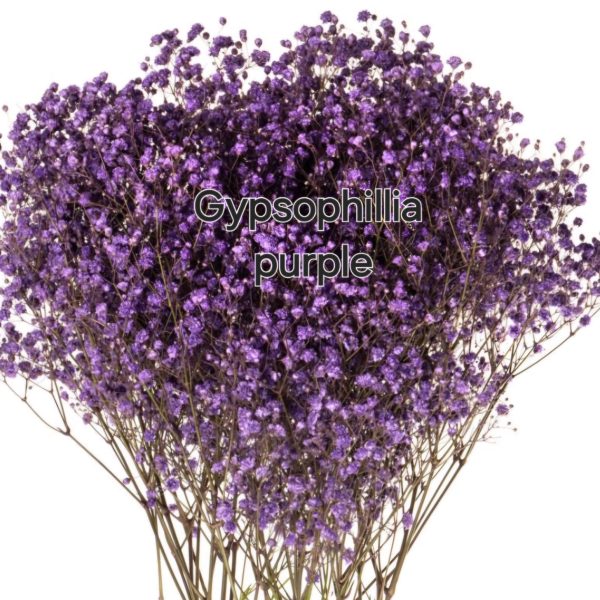 Gypsophila purple