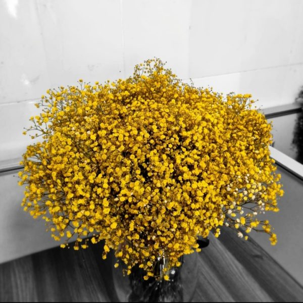 Gypsophila yellow