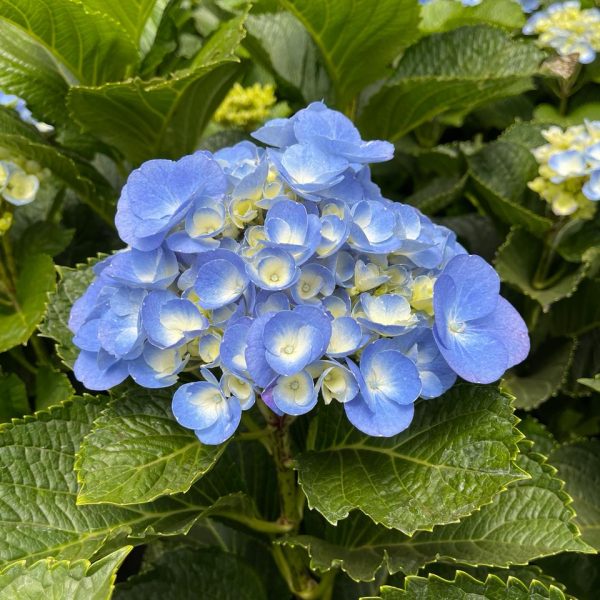 Hydrangea Candy Floss Blue