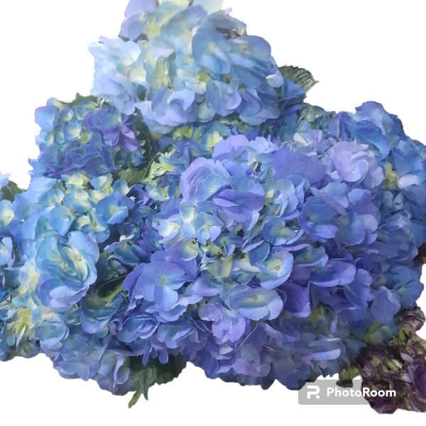 Hydrangea Candy Floss Blue