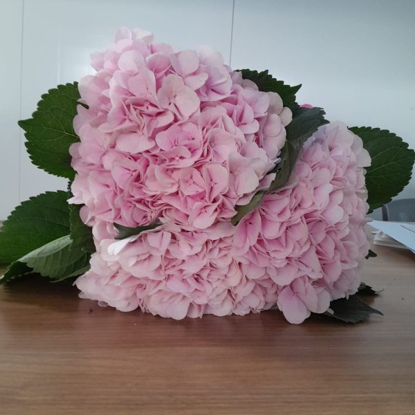 Hydrangea Dream pink