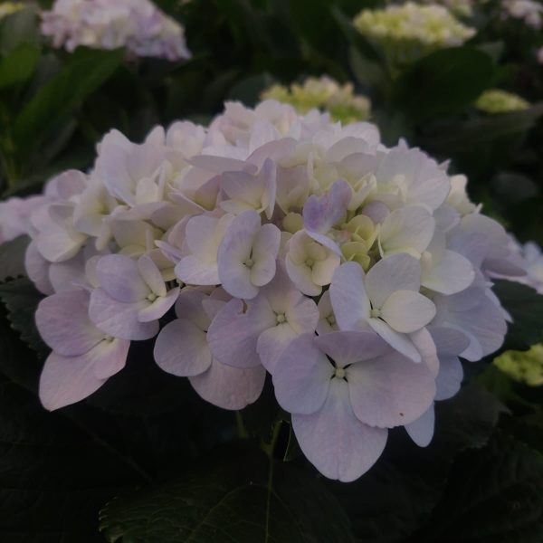 Hydrangea Light blue