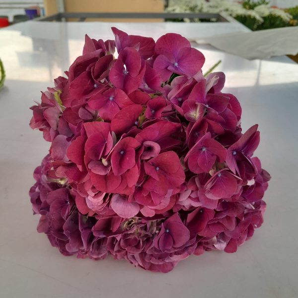 Hydrangea Magical Trophy