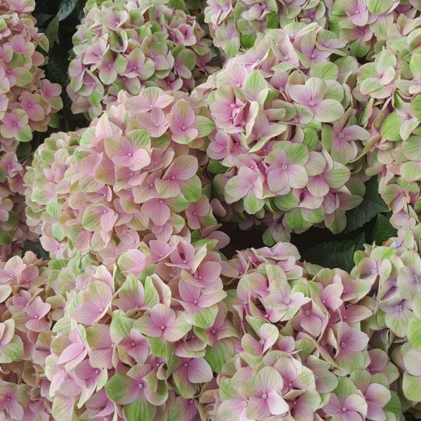 Hydrangea Tender Love pink