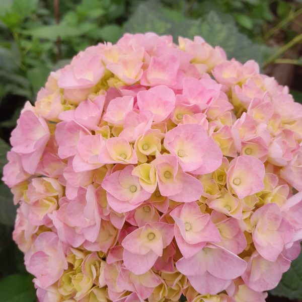 Hydrangea Veronica pink