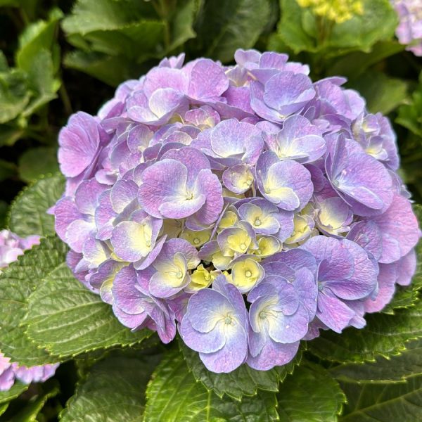 Hydrangea candy floss purple