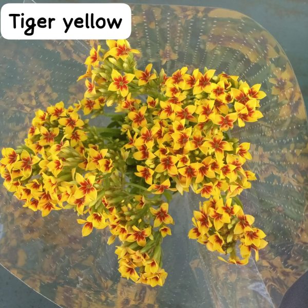 Kalonchoe tiger yellow