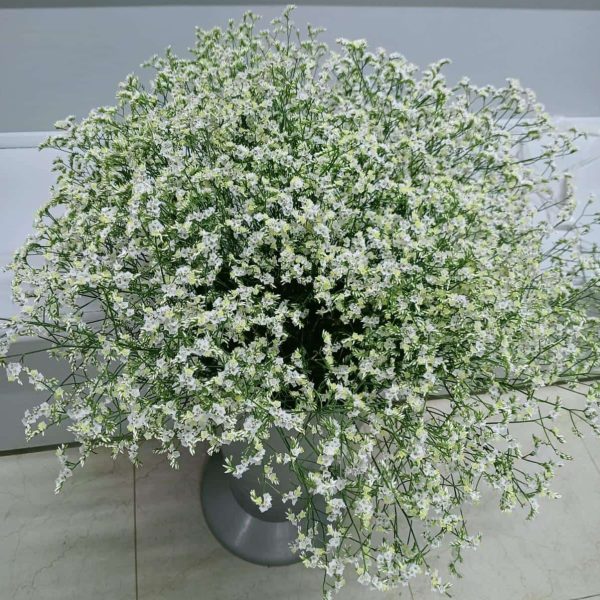 Limonium