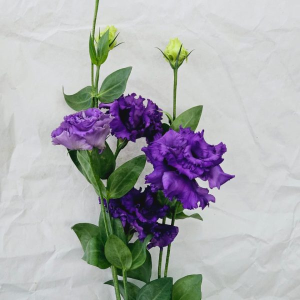 Lisianthus