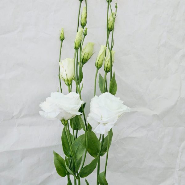 Lisianthus white