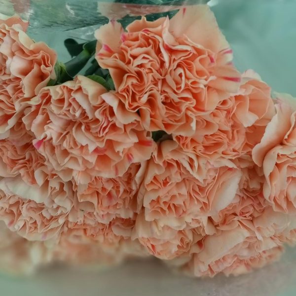 Peach carnation