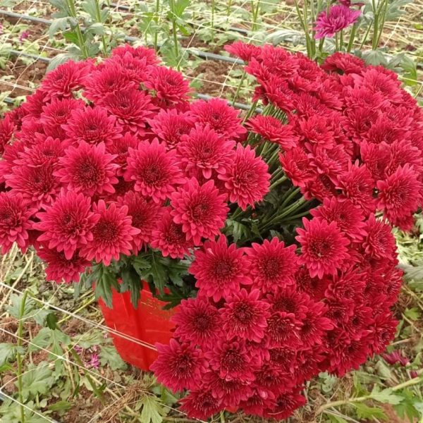 Red mums